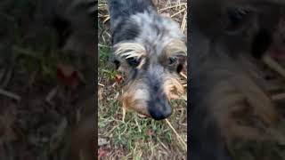 Video of adoptable pet named Buddy [upl. by Yragerg]