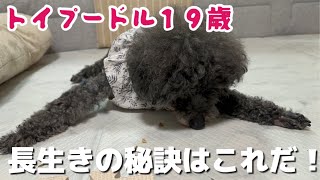 【トイプードル 19歳】長生きの秘訣はこれだ！／老犬介護シニア犬老犬 [upl. by Nodnab19]