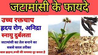 जटामांसी के क्या फायदे है  जटामांसी का प्रयोग कैसे करते हैbenefits of jatamansi todays Ayurveda [upl. by Kcirdes725]