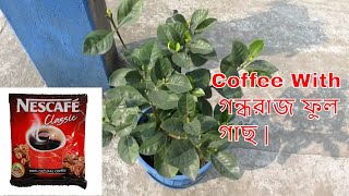 Coffee with Gardenia Plant  গন্ধরাজ ফুল গাছের সম্পূর্ণ পরিচর্যা [upl. by Maddox]