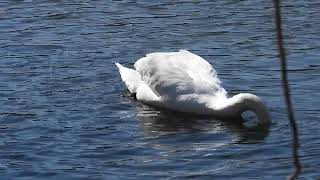 Mute Swan in Channahon 1 [upl. by Akinajnat446]