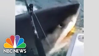 WATCH Great White Shark Swims Up To Boat Gives Fishermen A Jaws Moment  NBC News [upl. by Aicinat922]