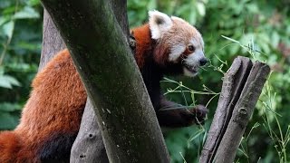 Asien  Zoo Zoom Erlebniswelt Gelsenkirchen [upl. by Anaujat399]