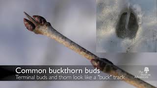 How to identify common buckthorn Rhamnus cathartica [upl. by Nylirac]