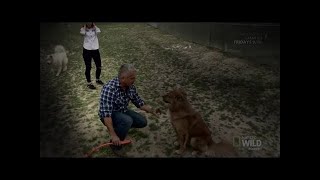 Cesar 911 Season 4 Episode 7 For the Love of Leon [upl. by Introc]