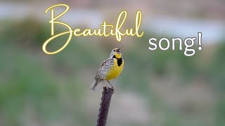 Western Meadowlark Song No Narration Just Meadowlark [upl. by Acirtal]