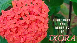 Ixora plant care and benefits  Evergreen flowering shrub [upl. by Montano]