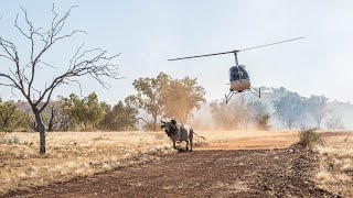 Mustering and Bull Catching in the Kimberley 2022 [upl. by Brenza]