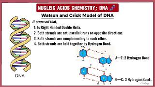 2 DNA  StructureTypes and Properties  Nucleic Acids Chemistry  TBA [upl. by Nnyw]