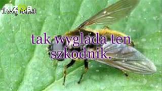 Czosnek niedźwiedziOstrzeżenie przed Cheilosia fasciata Baerlauch [upl. by Rolecnahc837]