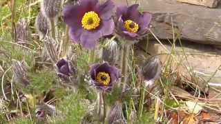 Kuhschelle Pulsatilla vulgaris time lapse  Zeitraffer [upl. by Azpurua507]