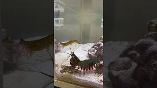 Feeding my Mantis Shrimp a MASSIVE SHRIMP [upl. by Sunny960]