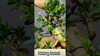 Making bonsai 7 bonsai [upl. by Alcott]