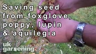 Saving seeds of foxglove poppy lupin and aquilegia [upl. by Blaire]