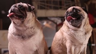 Amazing Animal Facts Pug Life [upl. by Clywd]