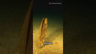 Part1 quotExploring Phylum Mollusca  PhylumMollusca Class11Biology BiologyExplained [upl. by Androw627]