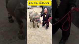 Anh chàng tốt bụng cứu trâu shots tintuc contrâu [upl. by Tia]