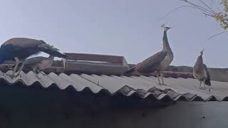 beautiful birds eating food on evening time sparrowpeahen and peacock gouraiya eating foodnature [upl. by Anertac]