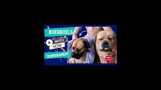 Boerboel Dog Temperament and Behaviours dogs boerboel [upl. by Marabelle]