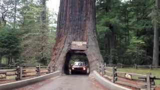 Driving Through 2 Huge Ancient Redwood Trees on the California Coast in a Mini Cooper Convertible [upl. by Ynagoham]