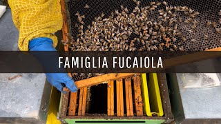 Apicoltura Famiglia Fucaiola [upl. by Camden78]