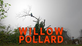 Willow Pollard 🌳 [upl. by Winslow]