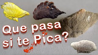 ¿Qué pasa si te pica la oruga peluche GatiCuriosos [upl. by Frierson]