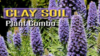 Plant Combo for Clay Soil [upl. by Niledam595]