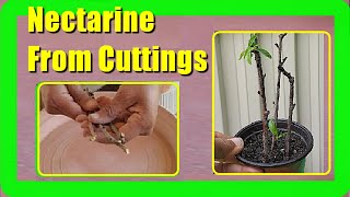 How To Grow Nectarine Tree From Cuttings Nectarine Propagation from Cuttings [upl. by Elleinod89]