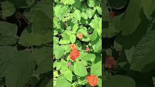 Orange lantana plantnewshort [upl. by Anselma131]