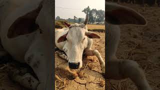 Insaan kitna gir gaya hai cow hareram harekrishna ram [upl. by Trebleht721]