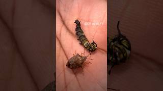 Predatory Stink Bug Eating a Monarch Caterpillar [upl. by Akenahc]