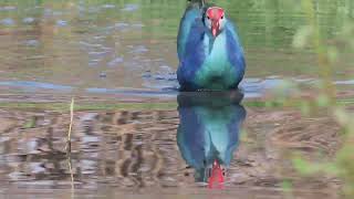 Greyheaded Swamphen 26 11 24 S Knld Rd 3 [upl. by Audy]