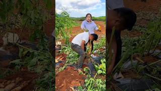 Sweet Potatoes 🍠🍠 Harvesting from Farm With Rural Farmer Activites 👍 shorts youtubeshorts [upl. by Biebel281]