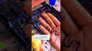 earthworm regenerativeagriculture earthworms permaculture horticulture zone9b zone9a garden [upl. by Yelsgnik757]