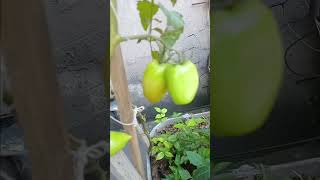 Tomates 🍅 orgânicos plantado na horta da laje adubação natural orgânicos folhagens tomates tomate [upl. by Nilatak]