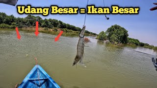 Istimewa Pertigaan Sungai Memang Tempat Ikan Predator Cari Makan [upl. by Ninaj]