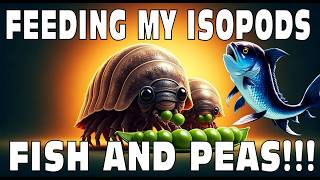 Feeding My Pet Isopods Fish And Peas Isopod House Terrarium 4K [upl. by Marena]