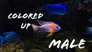 African Cichlids Colors and Sexing [upl. by Stafford937]