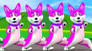 Bingo Dog Song  Funny Animals Dance Song  Zoo Zoo Nursery Rhymes amp Kids Songs [upl. by Midian]