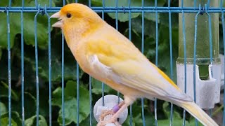 Long Sounds Canary Bird Singing Song For Training Canaries [upl. by Rim]