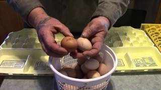 Selecting Eggs for IncubationHatching [upl. by Markland]