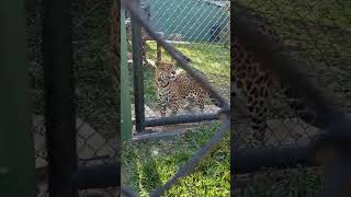 Em zoológico de Curitiba curitibaturismo zoologico [upl. by Sorilda1]