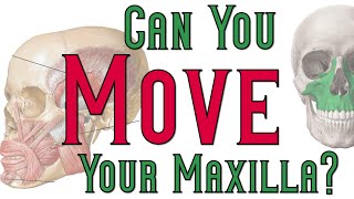 Can You Move Your Maxilla [upl. by Otsirc]