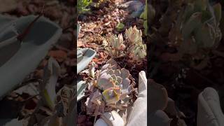 Repotting a Echeveria Growing Too Close to Our Agave Parryi 🌱🪴 succulents plantcare [upl. by Strohben241]