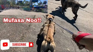 My Aggressive Pitbull Attacks A 150 Pound Presa Canario InFront Of 500 People 😱 At A Fair 🤦‍♂️ [upl. by Nahama]