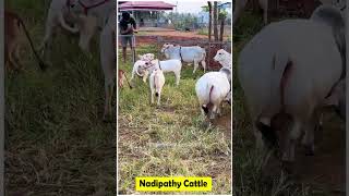 1 to 2 feet height cattle  Nadipathy Goshala  cute life village farm trending yt [upl. by Eindys410]