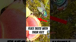 Fly Uses Feet to Taste Nectar Turns Around Gets Caught [upl. by Cirtap]