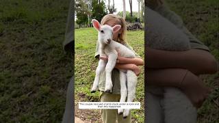 This couple rescued a lamb stuck under a rock and then this happened animalshorts lamb [upl. by Neeneg]