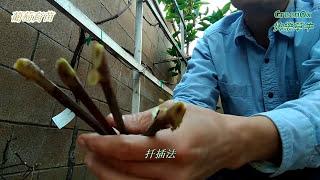 葡萄成功率高的育苗方法 One of the best grape propagation method [upl. by Witkin]